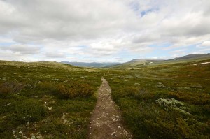 Høgfjellslandskapet på Dovrefjell innbyr til vandring.